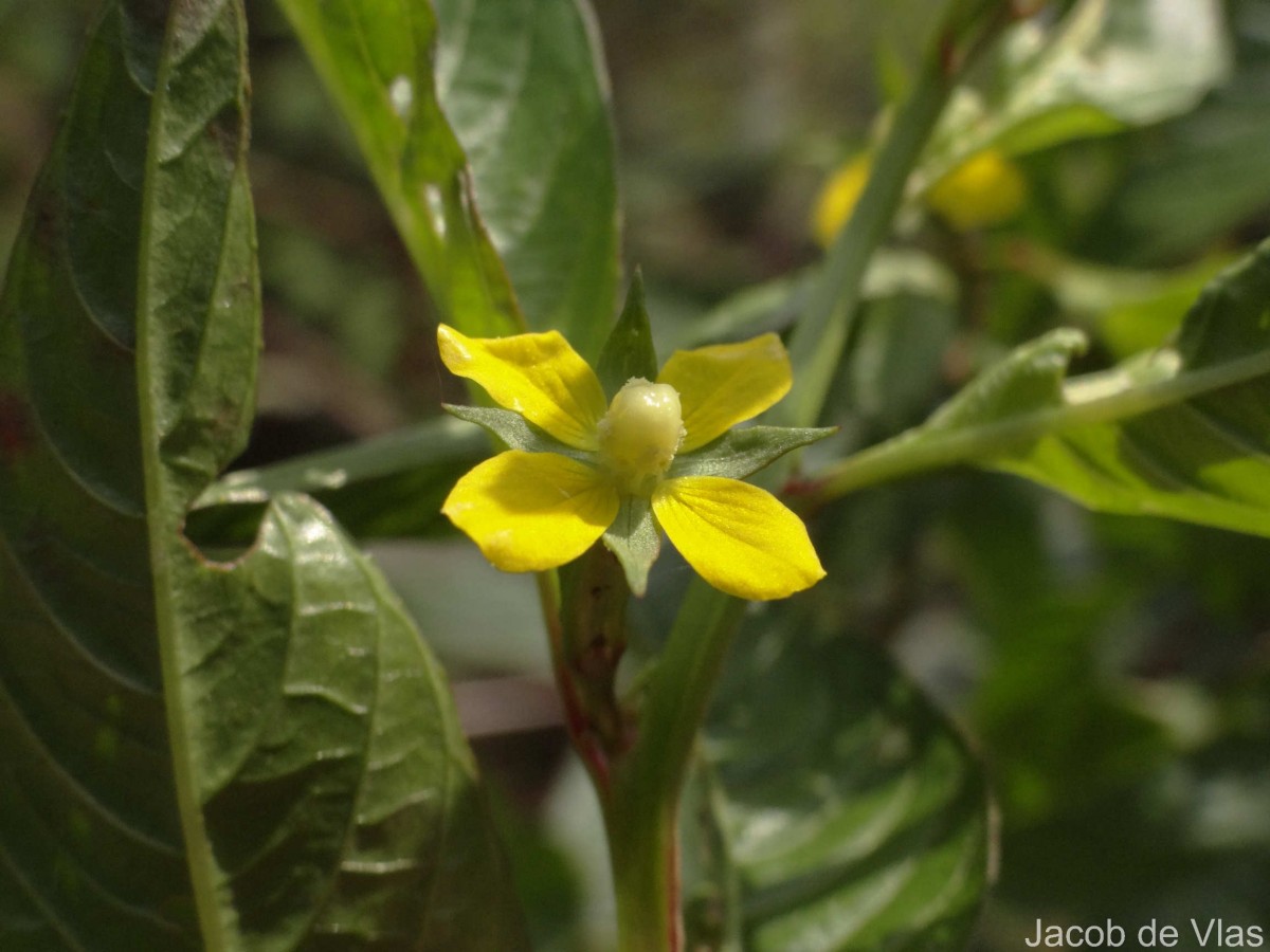 Ludwigia hyssopifolia (G.Don) Exell